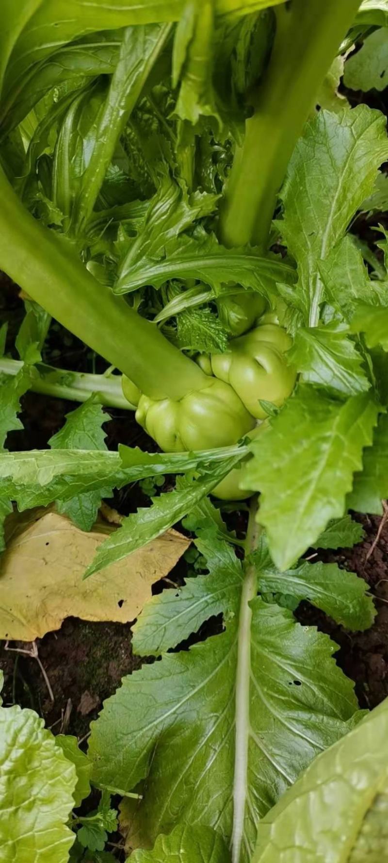 榨菜头，中华神菜，，，，，，