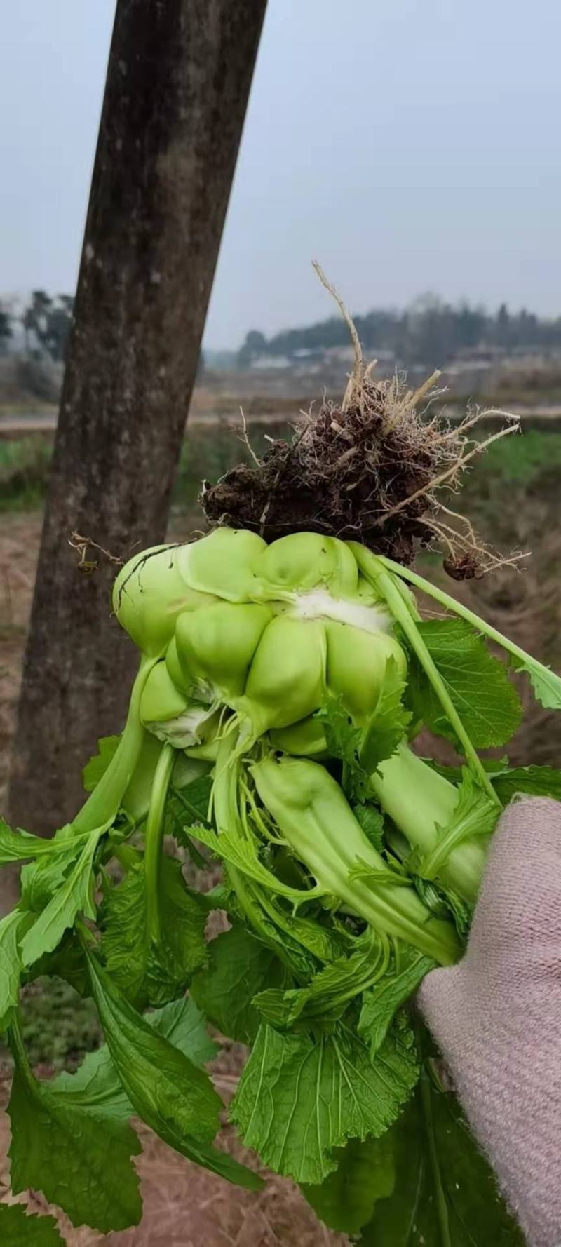 榨菜头，中华神菜，，，，，，