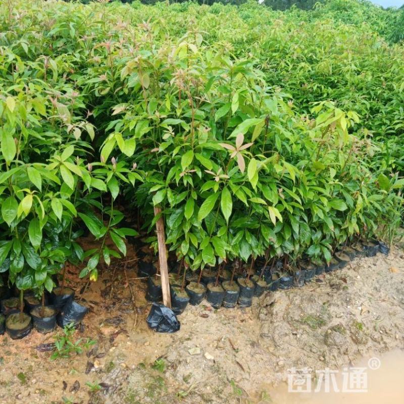 金丝楠木苗、金丝闽楠明贵树苗