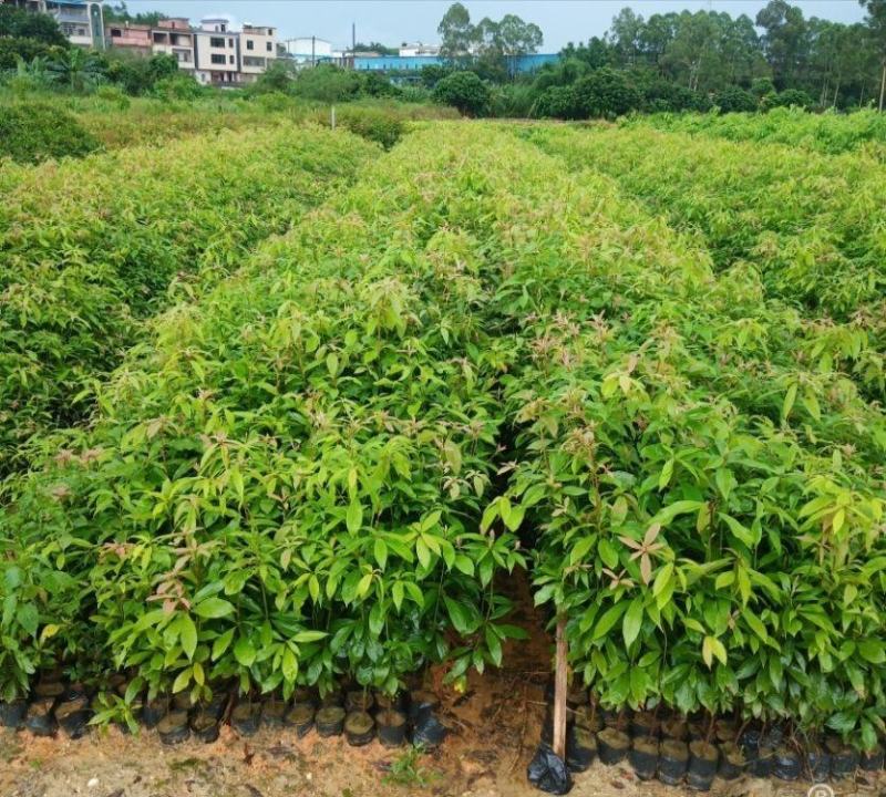 金丝楠木苗、金丝闽楠明贵树苗