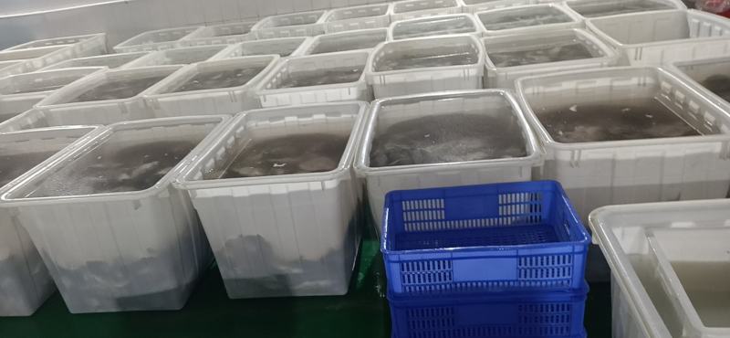 臭鳜鱼（臭桂鱼）厂家直批直销，也可做代加工，大小规格均有