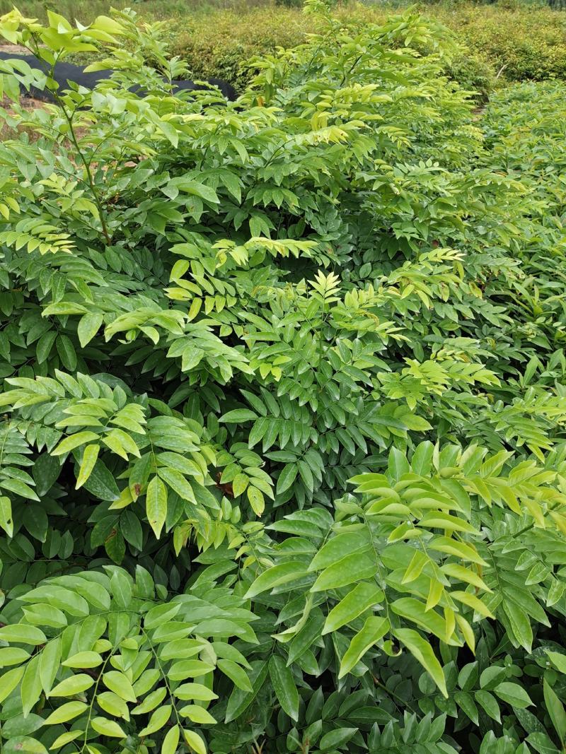 黄花梨树苗、正宗海南黄花梨明贵树苗