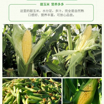 现摘水果甜玉米即生吃棒新鲜水果类当季时整箱3斤丿10斤o