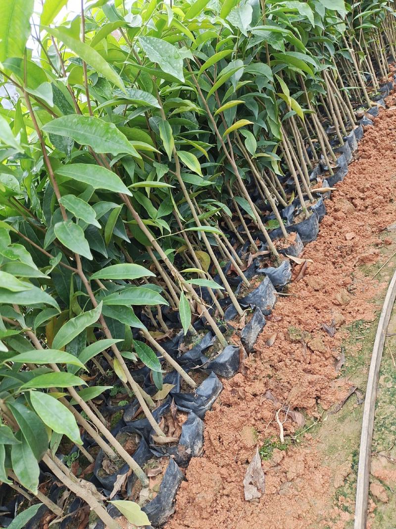 沉香苗、沉香明贵树苗