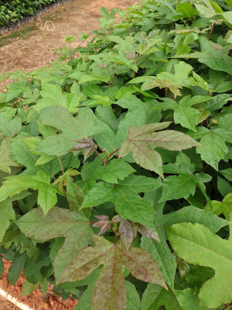 枫香苗、枫香树苗造林树苗