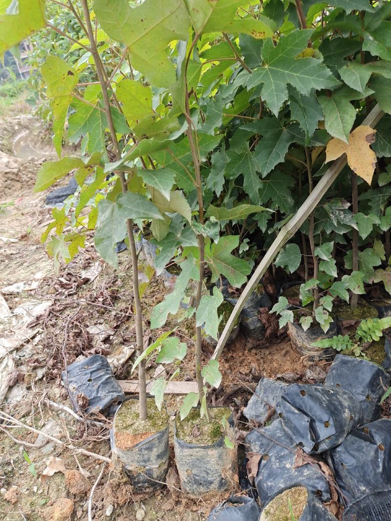 枫香苗、枫香树苗造林树苗