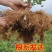 正宗脱毒组培蓝莓树苗，蓝莓1号，明星，L25，追雪，薄雾