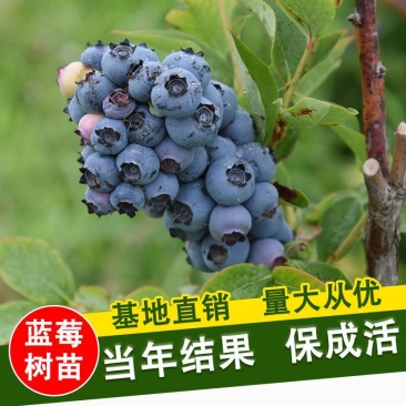 正宗脱毒组培蓝莓树苗，蓝莓1号，明星，L25，追雪，薄雾