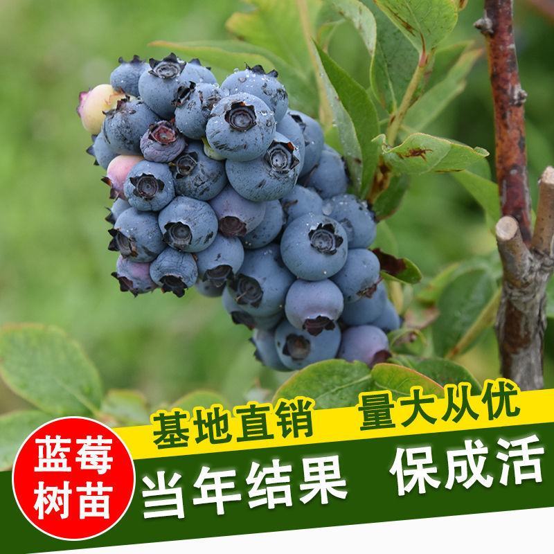 正宗脱毒组培蓝莓树苗，蓝莓1号，明星，L25，追雪，薄雾