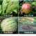 先正达世高10%苯醚甲环唑黑星病叶斑病斑点落叶病杀菌剂