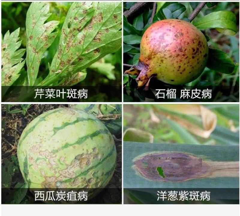先正达世高10%苯醚甲环唑黑星病叶斑病斑点落叶病杀菌剂