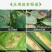 先正达世高10%苯醚甲环唑黑星病叶斑病斑点落叶病杀菌剂