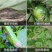 先正达世高10%苯醚甲环唑黑星病叶斑病斑点落叶病杀菌剂