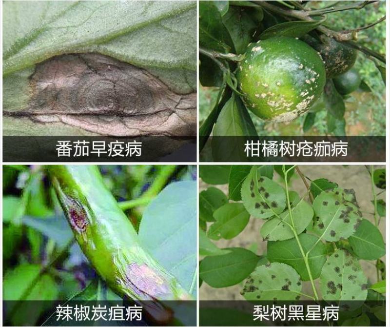 先正达世高10%苯醚甲环唑黑星病叶斑病斑点落叶病杀菌剂