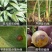 先正达世高10%苯醚甲环唑黑星病叶斑病斑点落叶病杀菌剂
