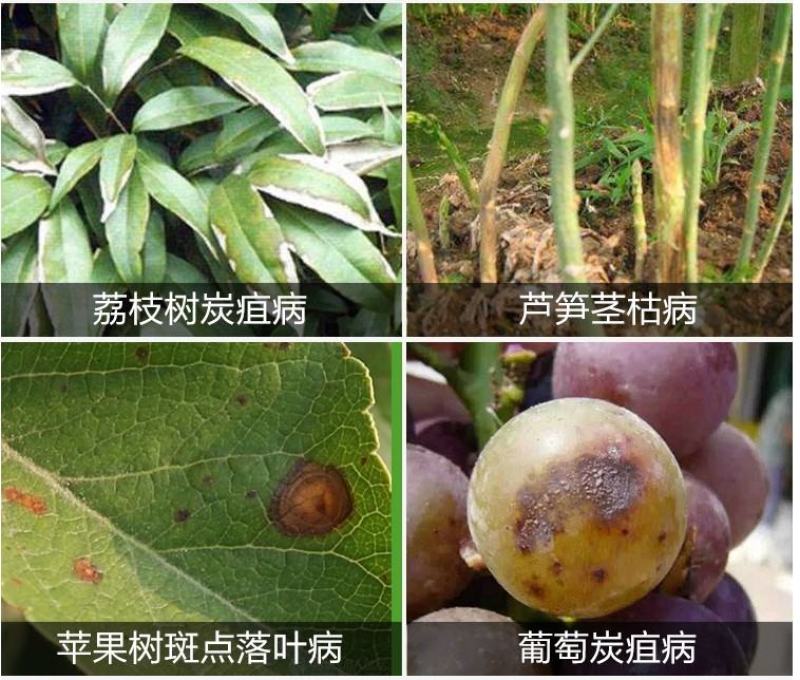 先正达世高10%苯醚甲环唑黑星病叶斑病斑点落叶病杀菌剂