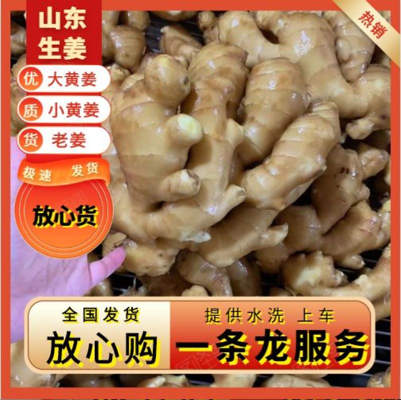 优质山东大黄姜产地批发，货源充足，包质包量，全国发货