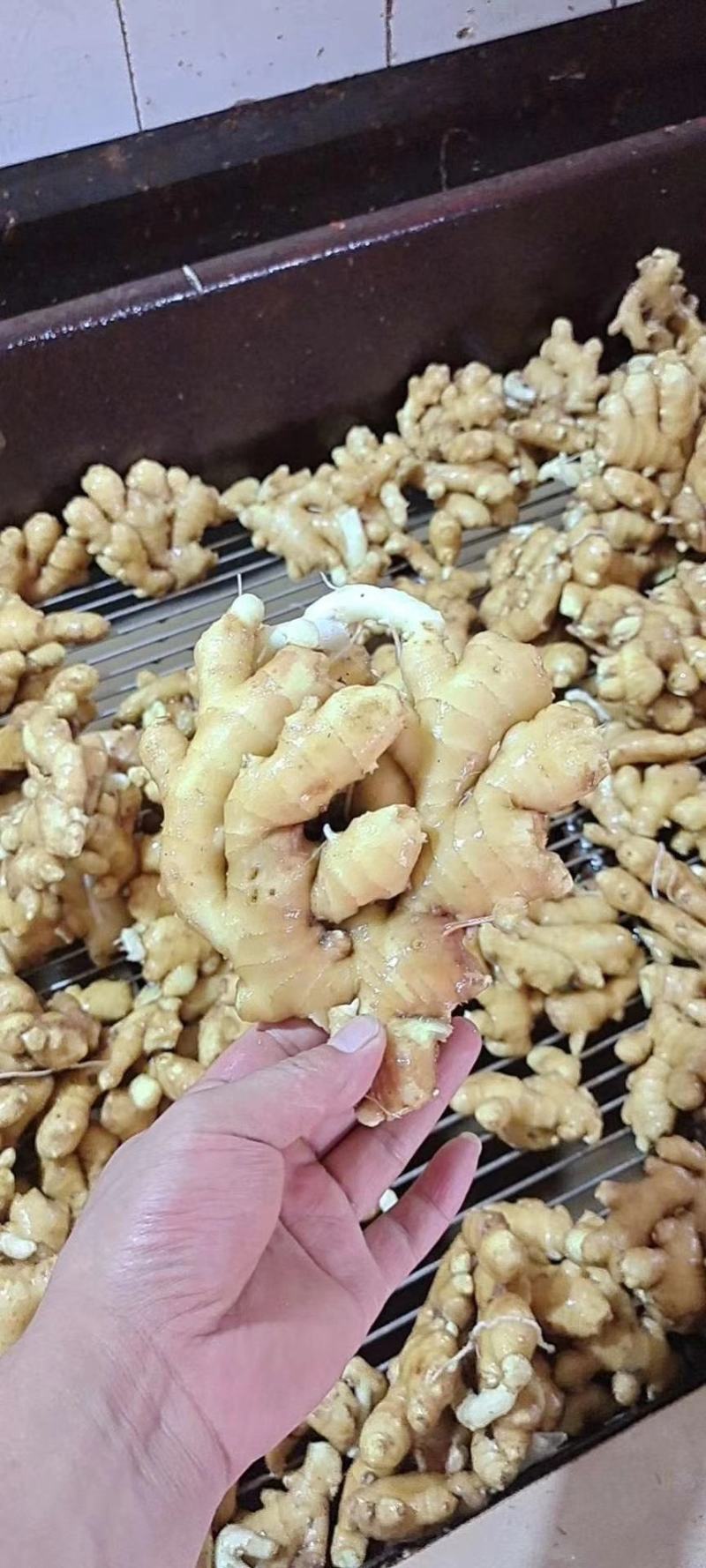 河南生姜【风干姜/沙土姜/水洗姜】保质保量～坏烂包赔