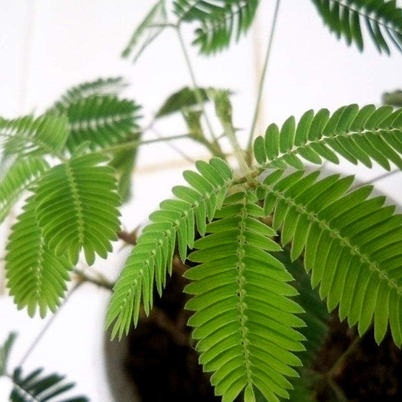 含羞草花种子奇趣植物害羞草种子盆栽植物阳台室内花籽四