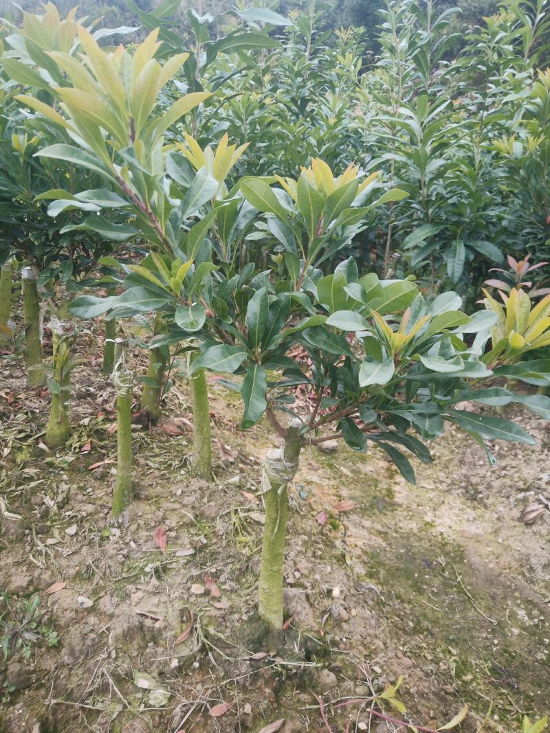 东魁杨梅乌梅地苗杯苗大量有货