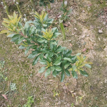 东魁杨梅乌梅地苗杯苗大量有货