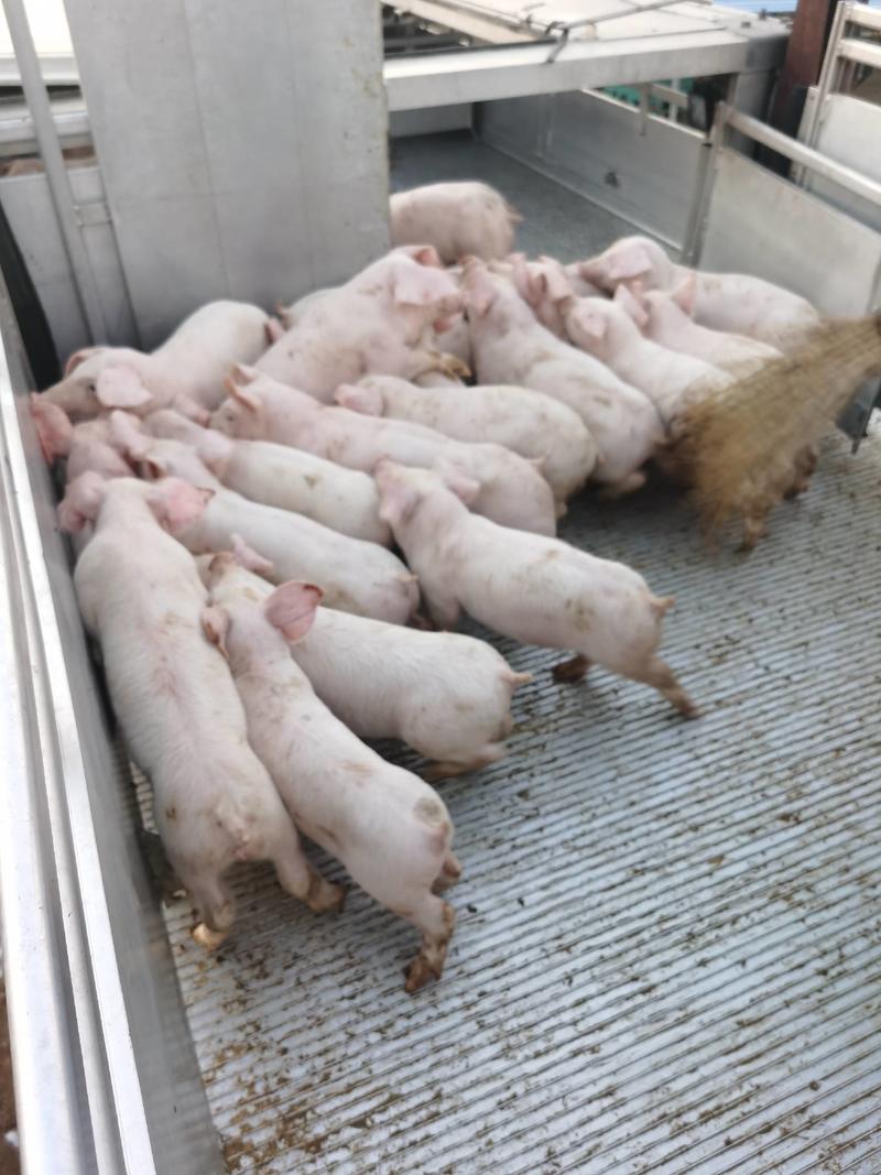 【浙江优质】二元母猪防疫严格品种齐全免费提供养殖技