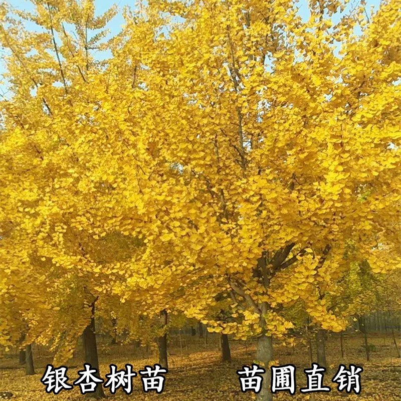 金叶银杏苗【速生生长速度快】成活率高耐寒耐旱