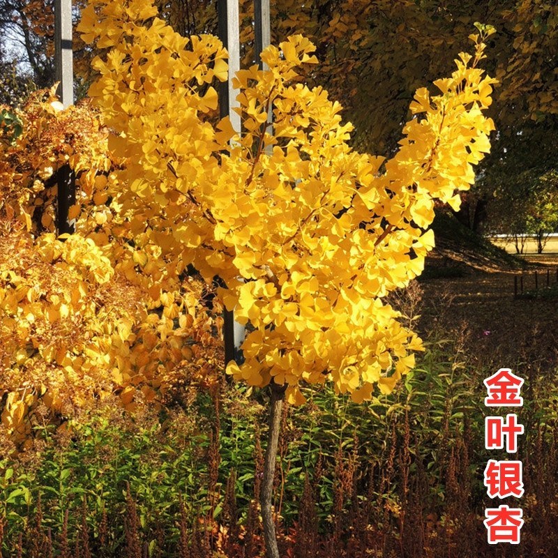 金叶银杏苗【速生生长速度快】成活率高耐寒耐旱