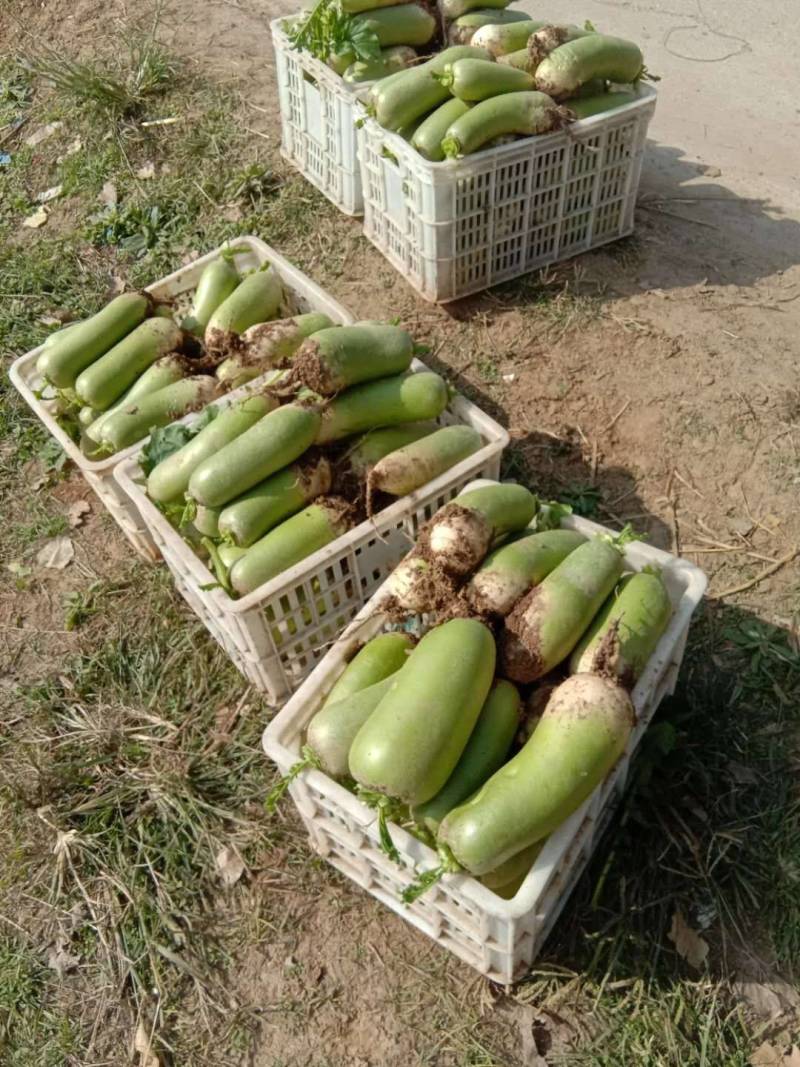 精品长罐短罐萝卜，清脆爽口，无虫害，品质好，欢迎老板采购
