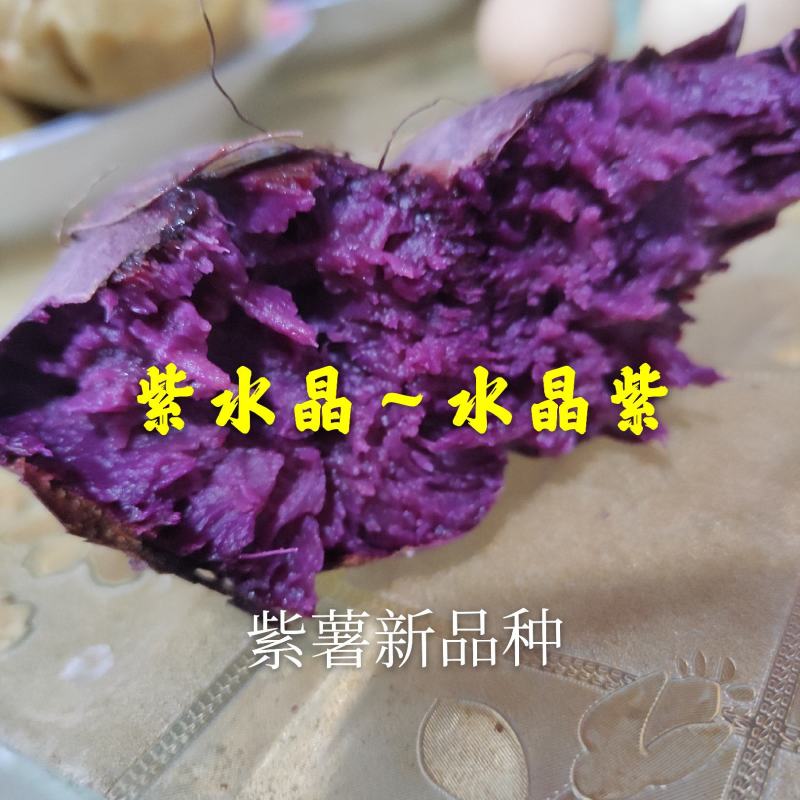 普薯32番薯苗红薯苗西瓜红苗烟薯苗六鳌蜜薯苗