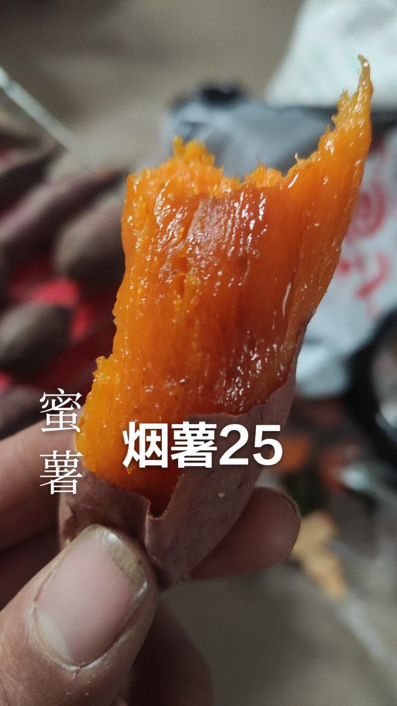 普薯32番薯苗红薯苗西瓜红苗烟薯苗六鳌蜜薯苗