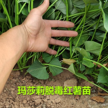 日本玛莎莉黄金薯高甜度哈密红薯澳洲紫白大田苗蔓头苗