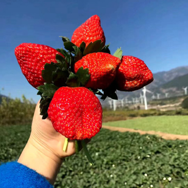 大凉山草莓供应一件代发对接平台电商微商