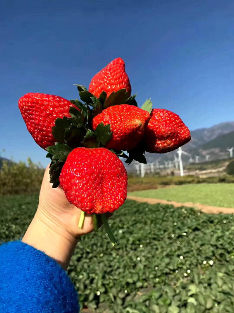 大凉山草莓供应一件代发对接平台电商微商