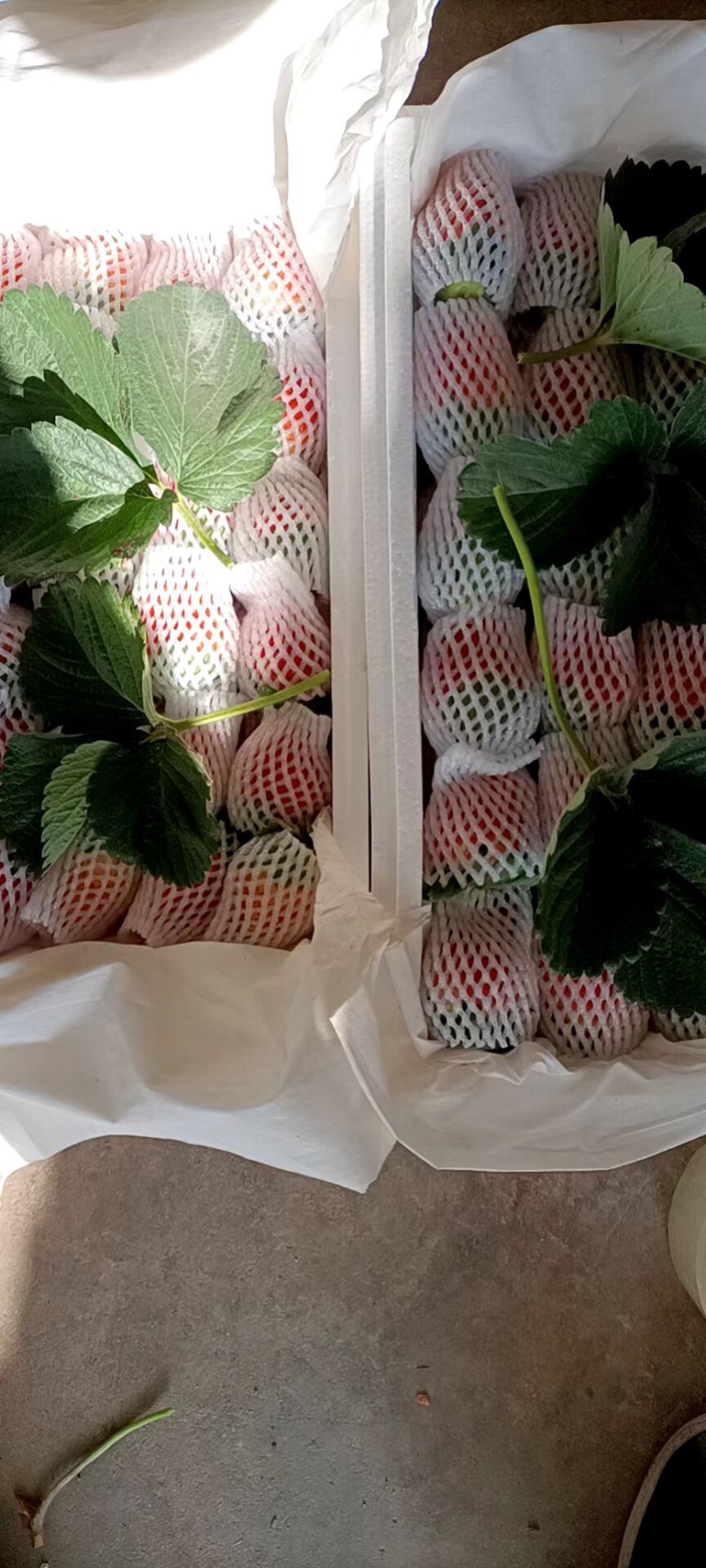 大凉山草莓供应一件代发对接平台电商微商