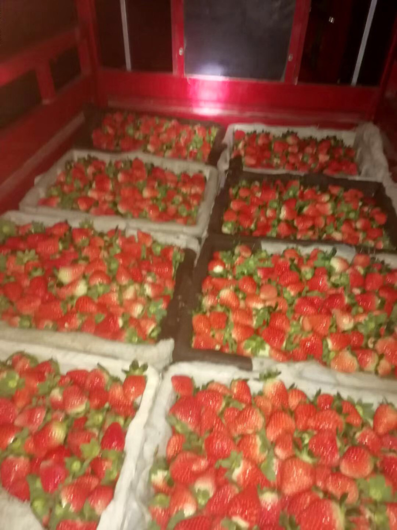 大凉山草莓供应一件代发对接平台电商微商