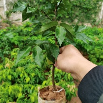 香蜜黑黄皮果苗，口感好，甜酸度9比1