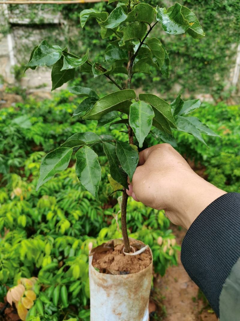 香蜜黑黄皮果苗，口感好，甜酸度9比1