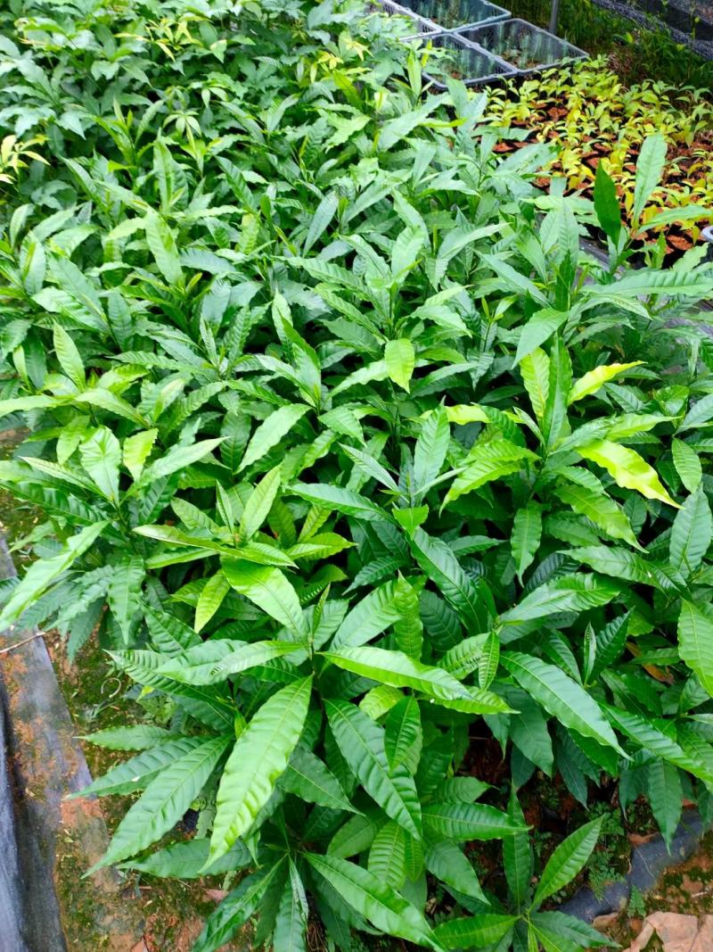 黄晶果树苗黄晶果实生苗