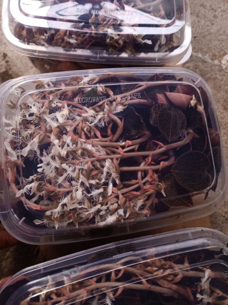 福建南靖金线莲开花鲜品(老货品质保证)