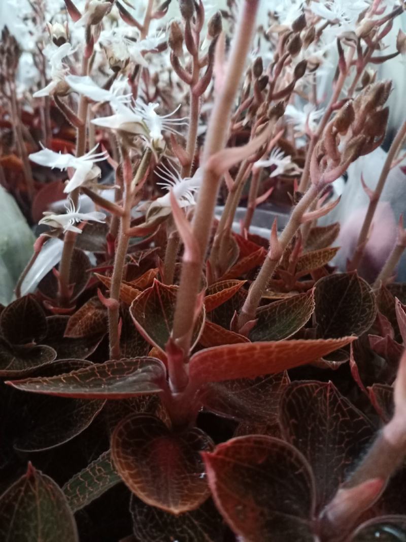 福建南靖金线莲开花鲜品(老货品质保证)