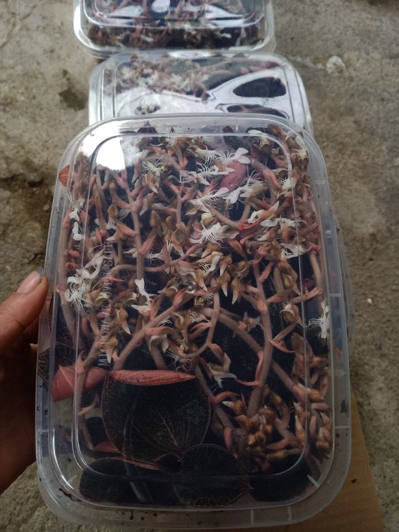 福建南靖金线莲开花鲜品(老货品质保证)