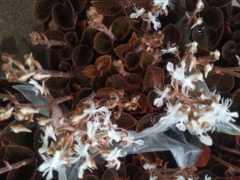 福建南靖金线莲开花鲜品(老货品质保证)