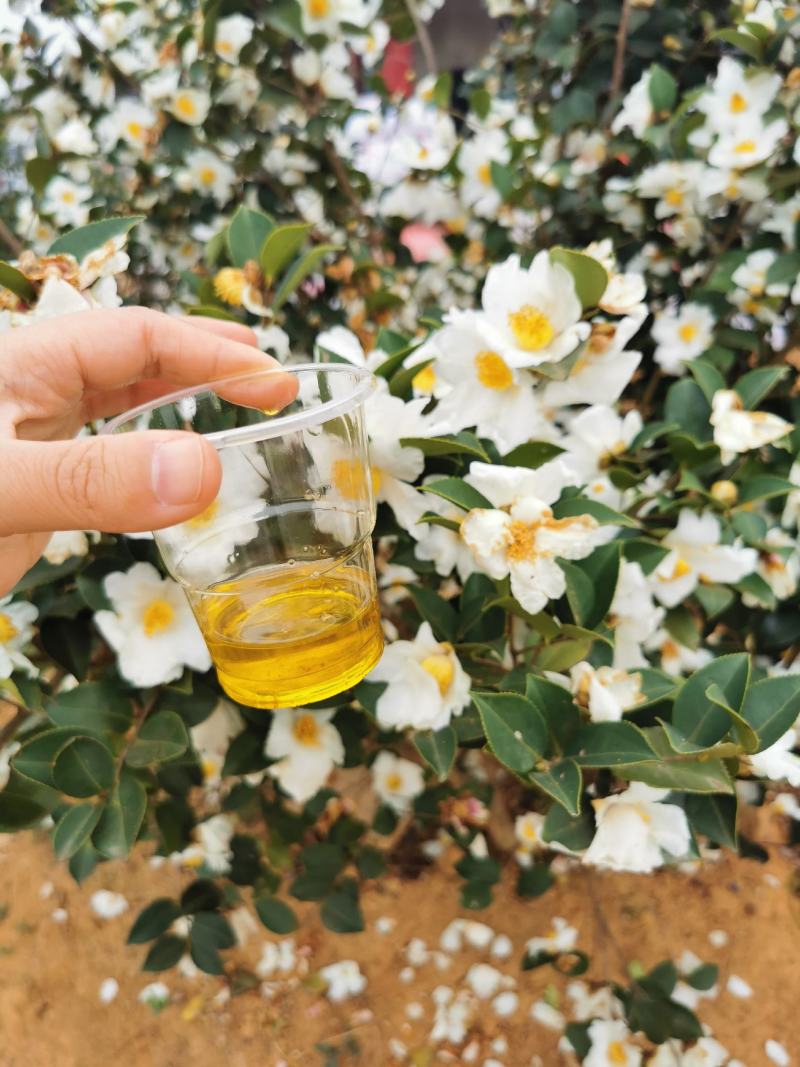 邵阳县茶油之乡-高山珍珠山茶油浓香醇厚纯茶油批发零售代理