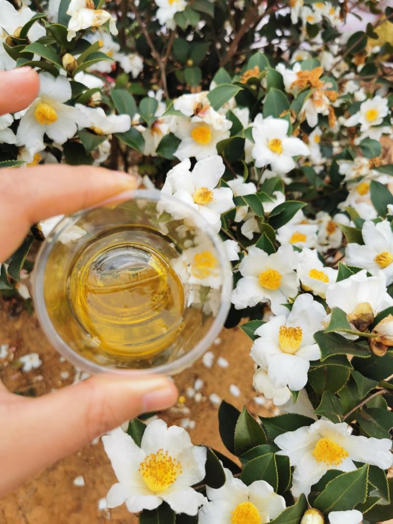 邵阳县茶油之乡-高山珍珠山茶油浓香醇厚纯茶油批发零售代理