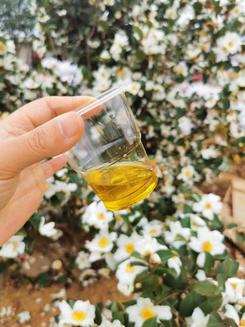 邵阳县茶油之乡-高山珍珠山茶油浓香醇厚纯茶油批发零售代理
