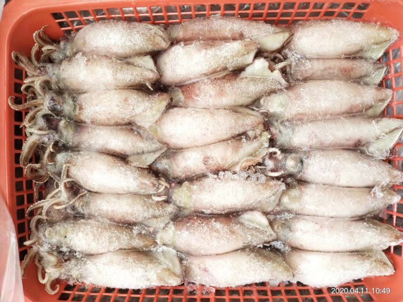 膏鱿，子乌，熟冻产品，膏鱿，子乌，熟冻产品