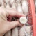 膏鱿，子乌，熟冻产品，膏鱿，子乌，熟冻产品