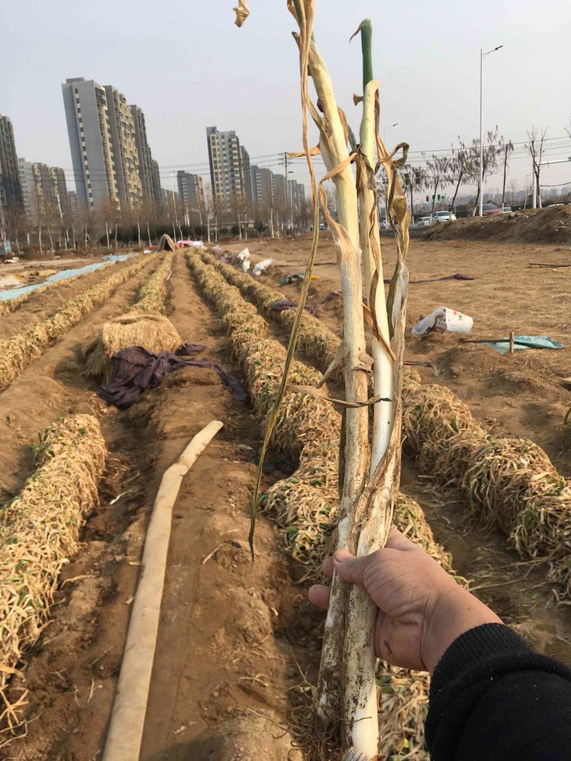 河南长白大葱，干葱，质量好，口味好，大量供应，欢迎批发