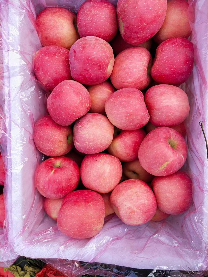 山东红富士苹果，一手货源，保质保量，量大从优